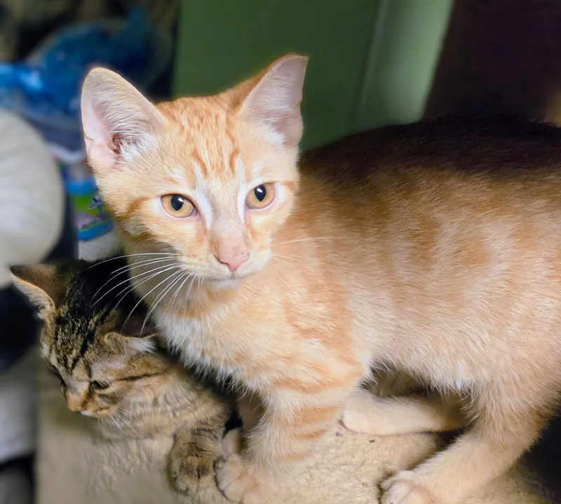 A baby medium-sized male Tabby cat named Jack for adoption in New Albany, OH