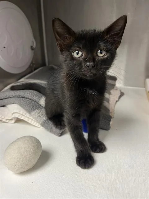 A baby small-sized female Domestic Short Hair cat named Twilight for adoption in Charlotte, NC