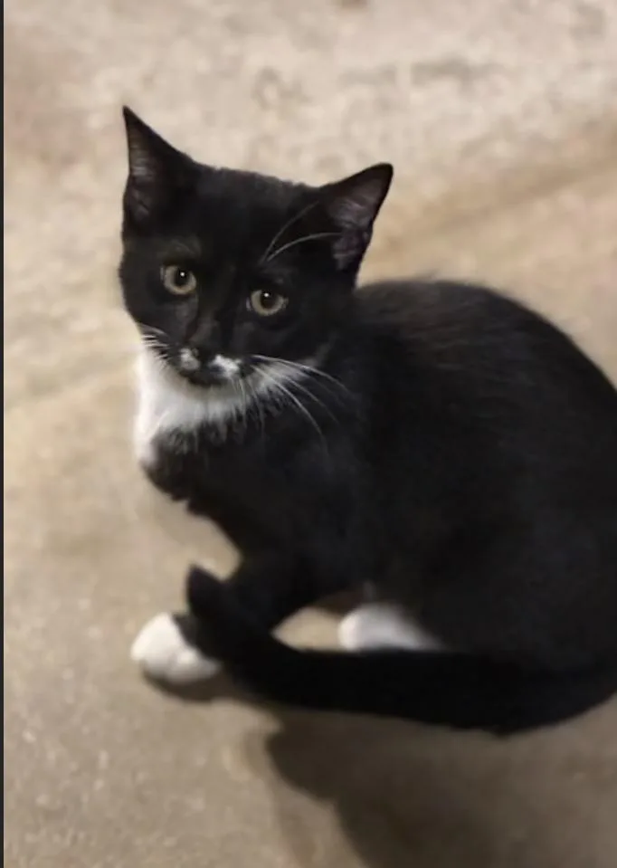 A young medium-sized female Domestic Short Hair cat named Rivian for adoption in York, PA