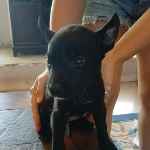 A baby small-sized female Black Belgian Shepherd / Malinois dog named Raven for adoption in Overland Park, KS