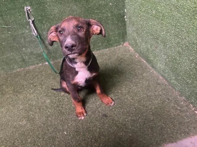 A baby small-sized male German Shepherd Dog dog named Luther for adoption in Lancaster, CA