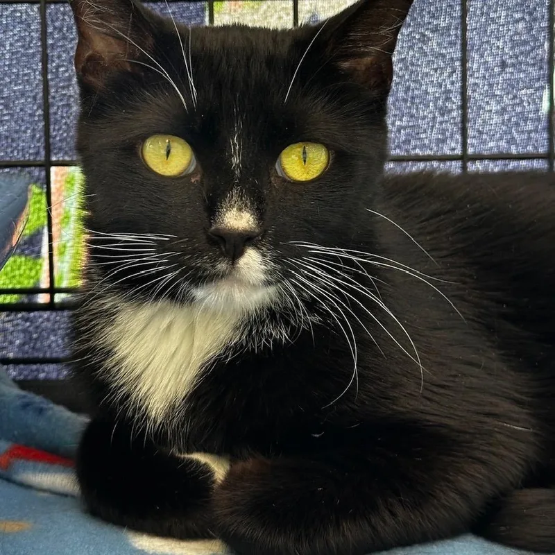 An adult medium-sized female Black Domestic Short Hair cat named Schnapps for adoption in Deerfield, IL