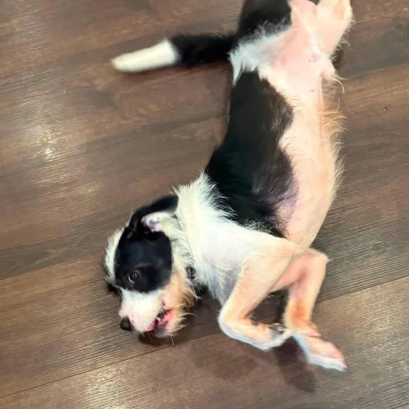 Moo