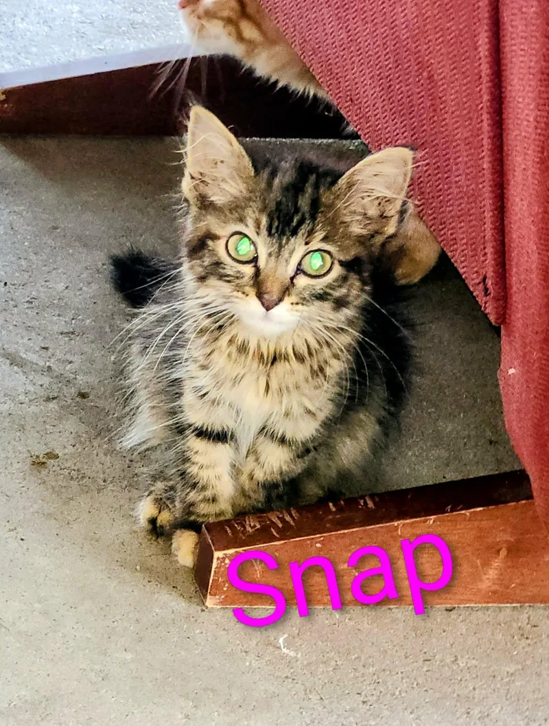 A baby medium-sized female Domestic Long Hair cat named Snap for adoption in Okemah, OK
