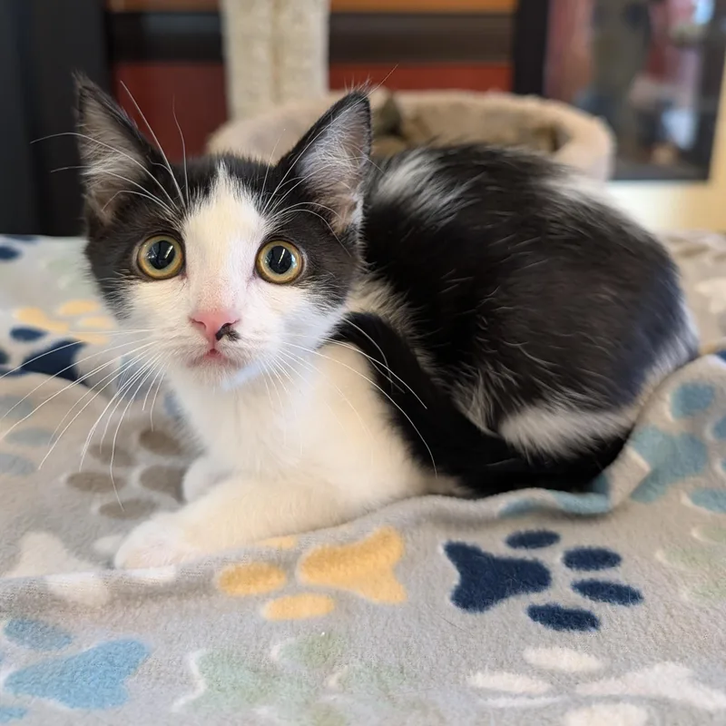 A baby small-sized female Black Domestic Short Hair cat named Beatrice for adoption in Rochester, MN