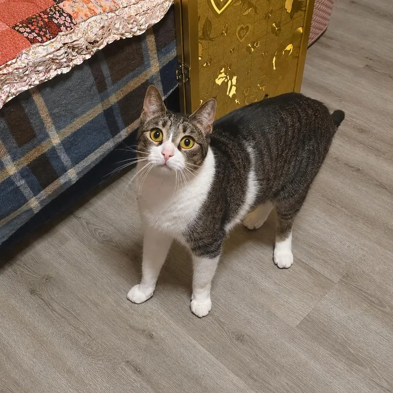An adult medium-sized female Tabby (Brown / Chocolate) Domestic Short Hair cat named Sally for adoption in Stamford, CT