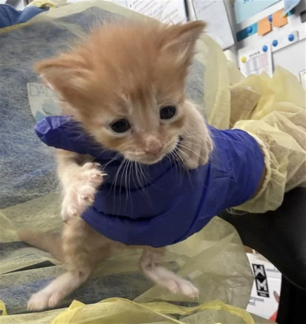 A baby medium-sized male Domestic Short Hair cat named Bubbles for adoption in Dallas, TX