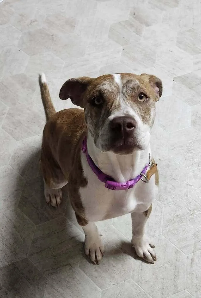 An adult medium-sized female Tricolor (Brown, Black, & White) Labrador Retriever dog named Colby Jack for adoption in Colorado Springs, CO