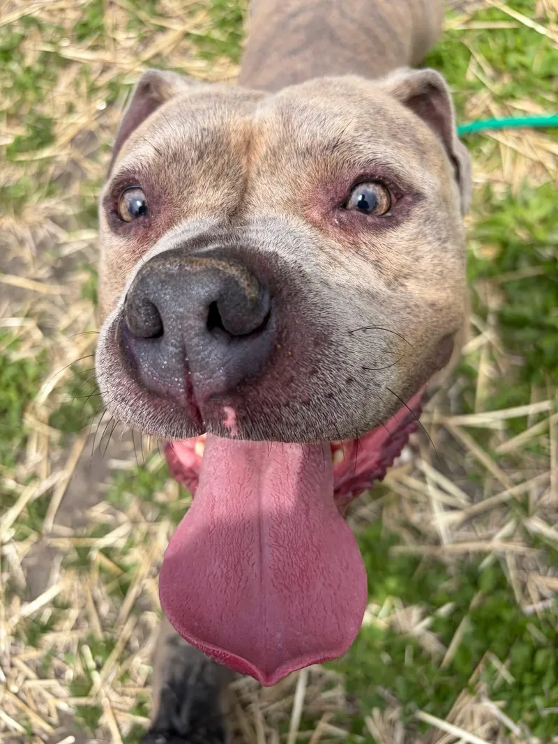 An adult medium-sized male Brindle Pit Bull Terrier dog named Helmut for adoption in Chicago, IL