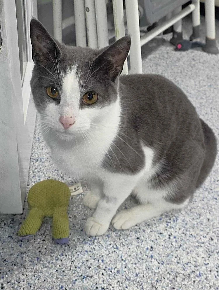 An adult medium-sized male Domestic Short Hair cat named Havoc for adoption in Colorado Springs, CO