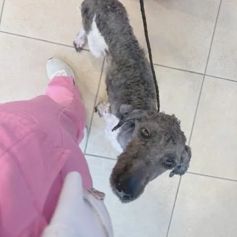 An adult medium-sized female White / Cream Mixed Breed dog named Vivian for adoption in Hendersonville, NC