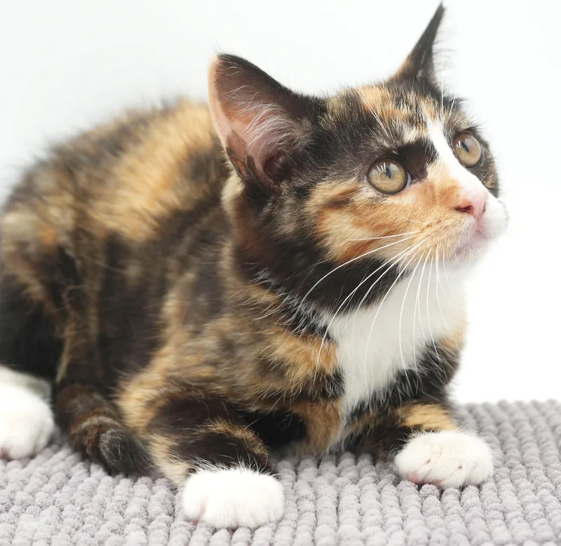 A baby small-sized female White Calico cat named Calypso will knock u for adoption in Bedford Hills, NY