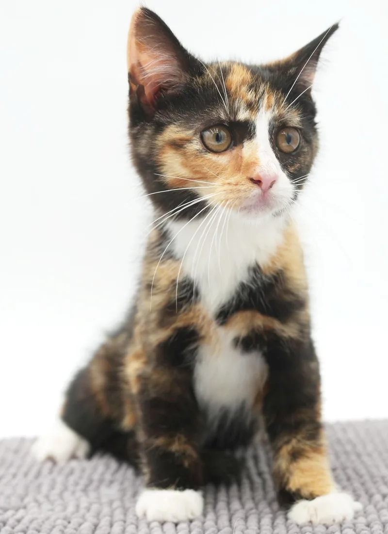 Calypso will knock u thumbnail 2