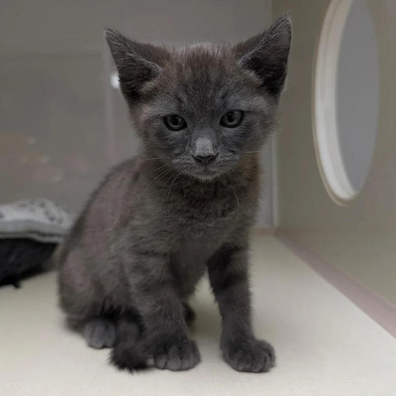 A baby small-sized female Gray / Blue / Silver Domestic Short Hair cat named Sorrel for adoption in Sunnyvale, CA