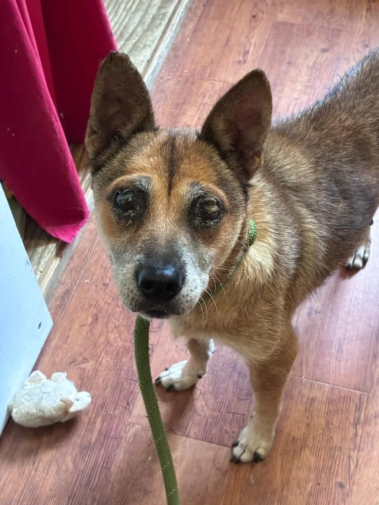 A senior medium-sized female Shepherd dog named Sunshine for adoption in Cambridge, MD