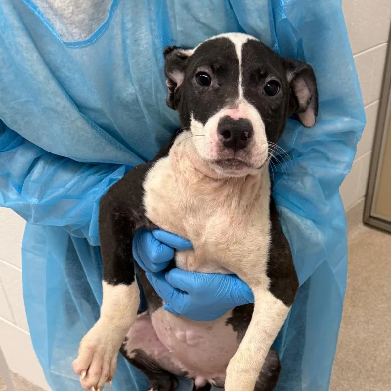 A baby small-sized female Pit Bull Terrier dog named Muffin for adoption in Horn Lake, MS