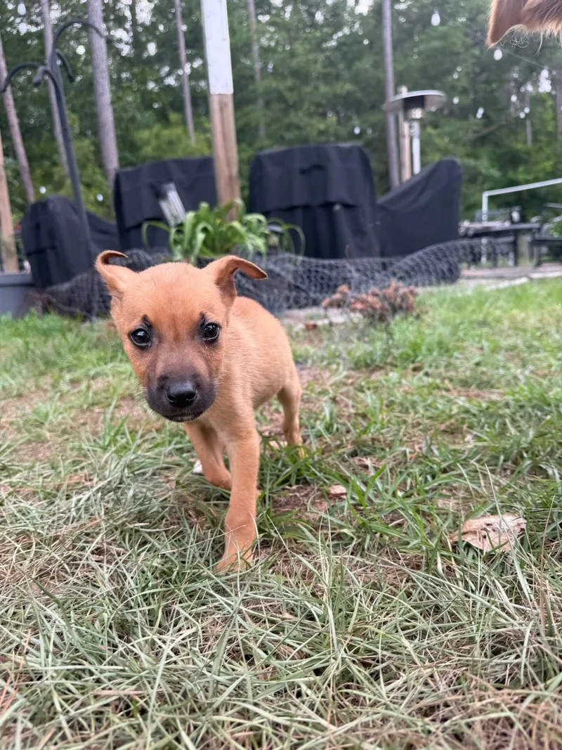 A baby medium-sized male Mixed Breed dog named Frank for adoption in Mount Pleasant, SC