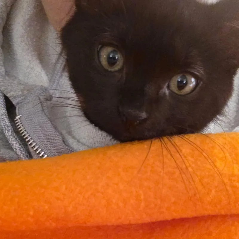 Sophie thumbnail 2