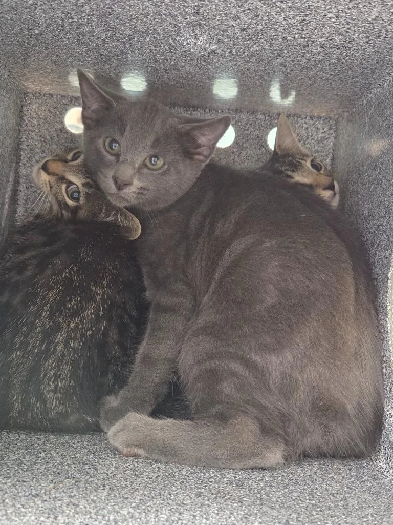 A baby small-sized male Domestic Short Hair cat named Nicki for adoption in Athens, TN