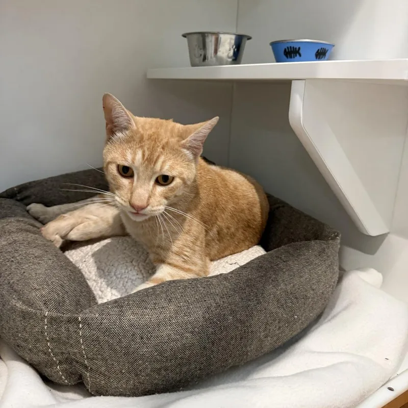 A young medium-sized male Domestic Short Hair cat named Datsun for adoption in Buellton, CA