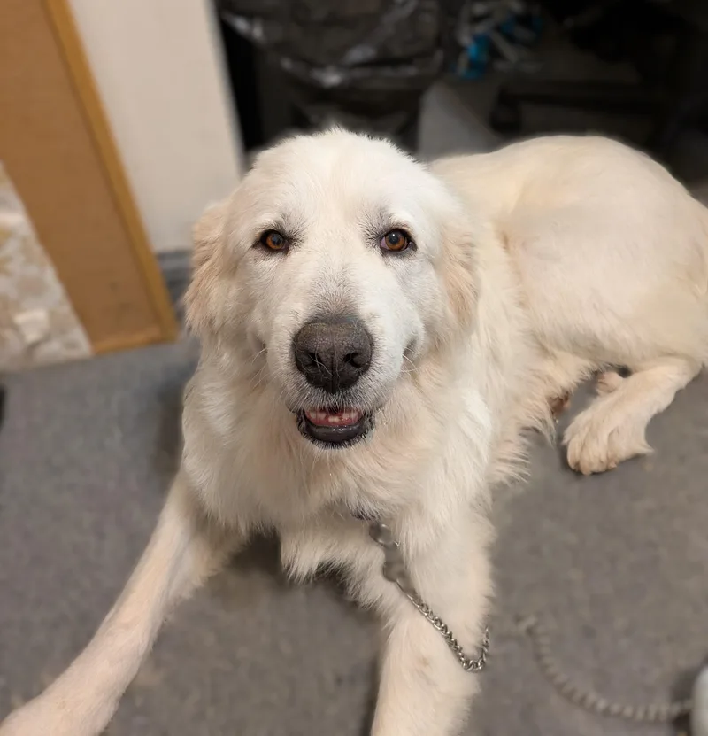 An adult large-sized female White / Cream Great Pyrenees dog named Rose for adoption in Richmond, VA