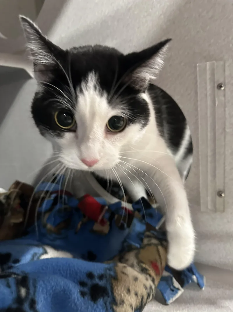 An adult large-sized female Domestic Short Hair cat named Nova for adoption in Webster City, IA