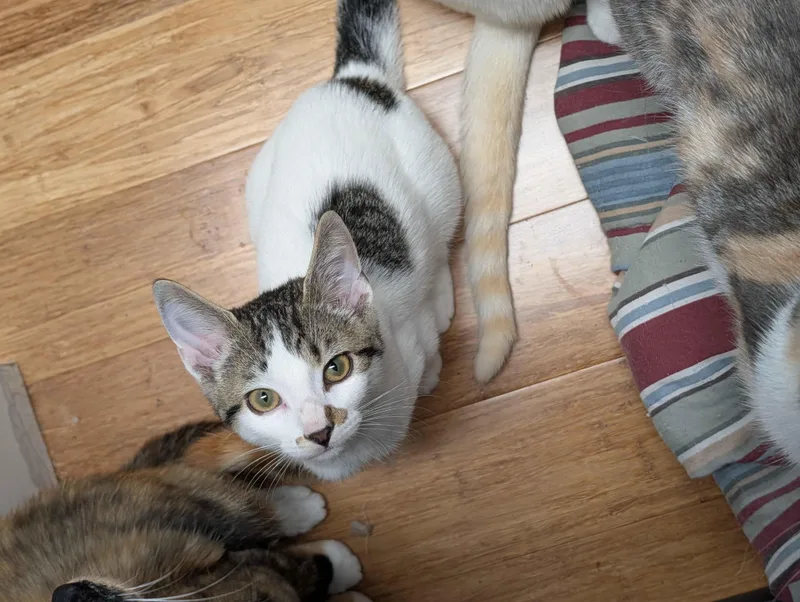A baby medium-sized male White Tabby cat named Athos for adoption in Wooster, OH