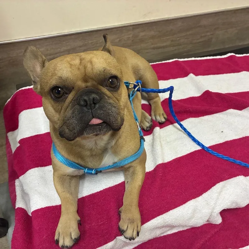 An adult small-sized male Yellow / Tan / Blond / Fawn French Bulldog dog named Tiny Tank for adoption in Pasadena, CA