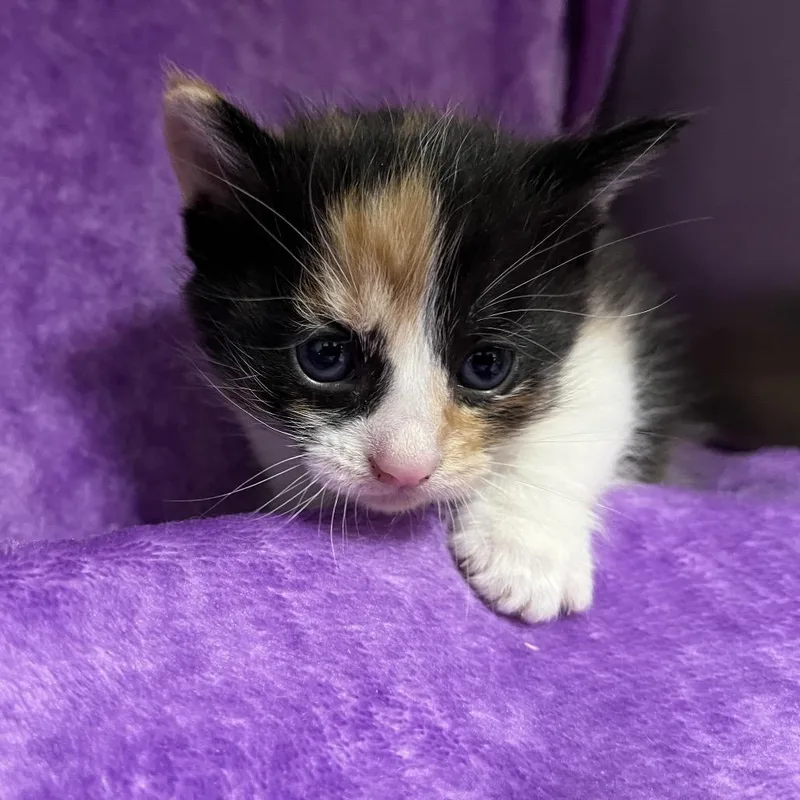 Terpsichore thumbnail 2