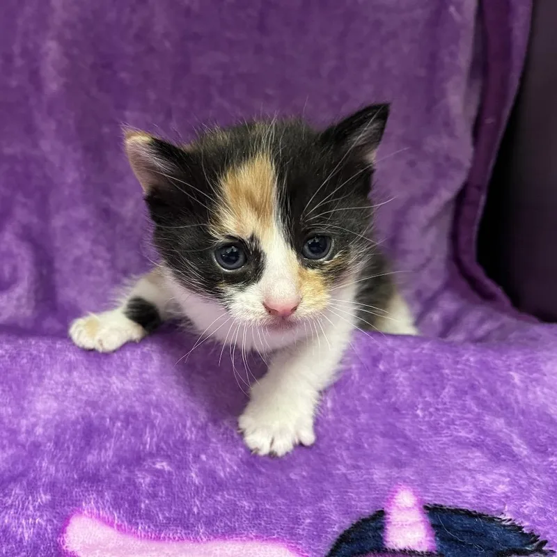 Terpsichore thumbnail 3