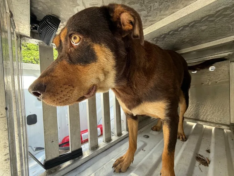 An adult large-sized female Mixed Breed dog named Hershey for adoption in Effingham, SC