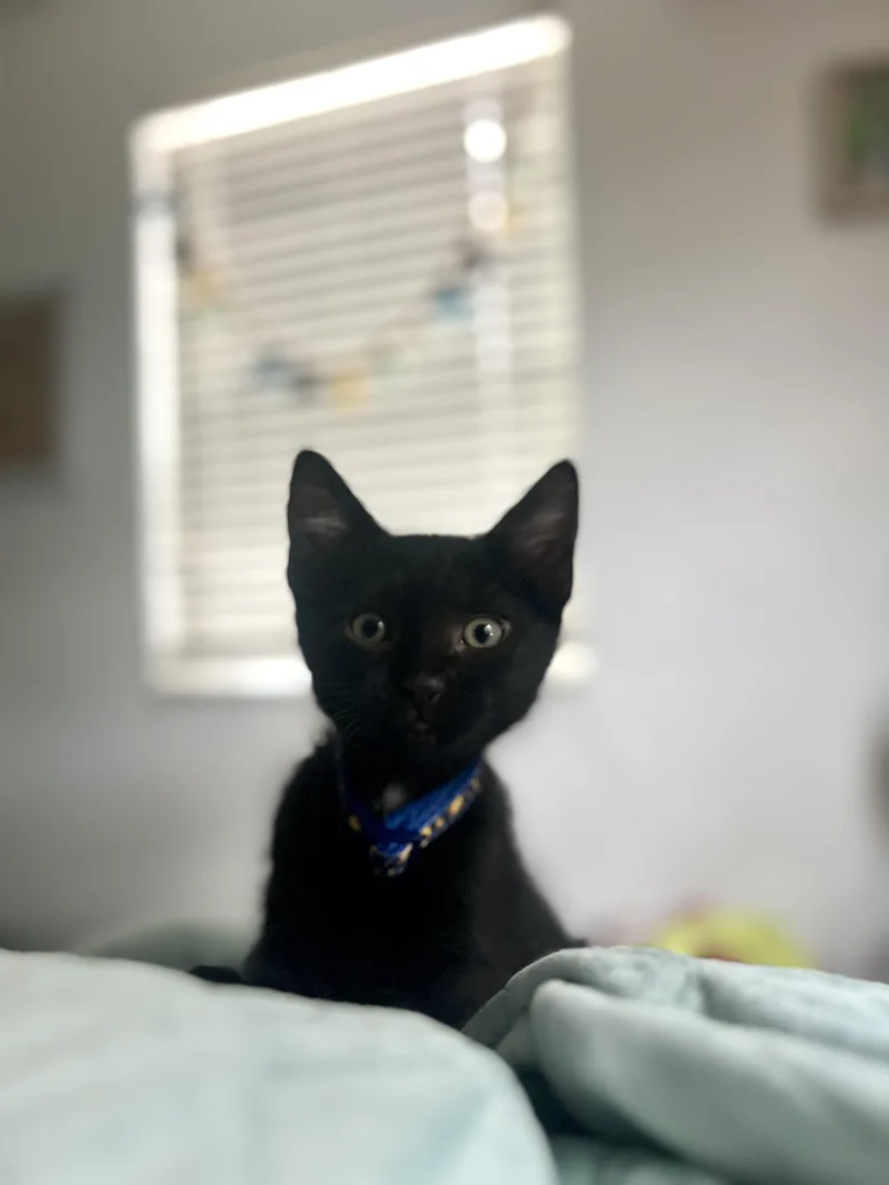 A baby medium-sized male Black Domestic Short Hair cat named Humpty for adoption in Lauderhill, FL
