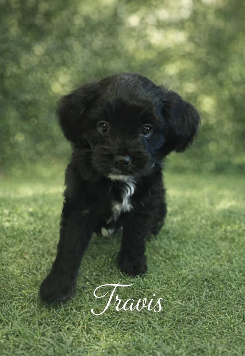 Travis