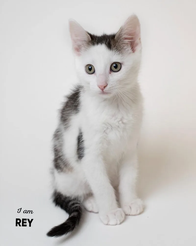 A baby small-sized female Domestic Short Hair cat named Rey for adoption in Boone, IA