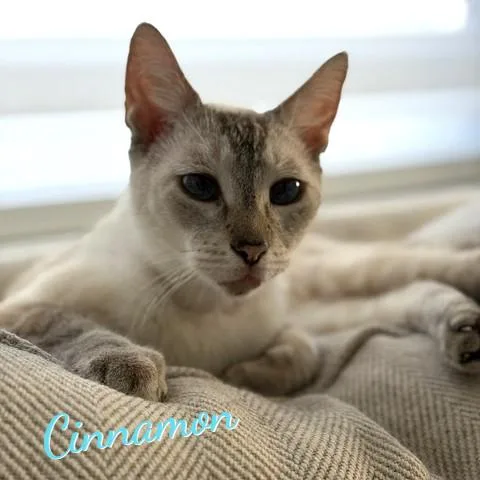 Cinnamon superchill