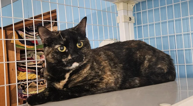 An adult medium-sized female Tortoiseshell cat named Pebbles for adoption in Claremont, NH
