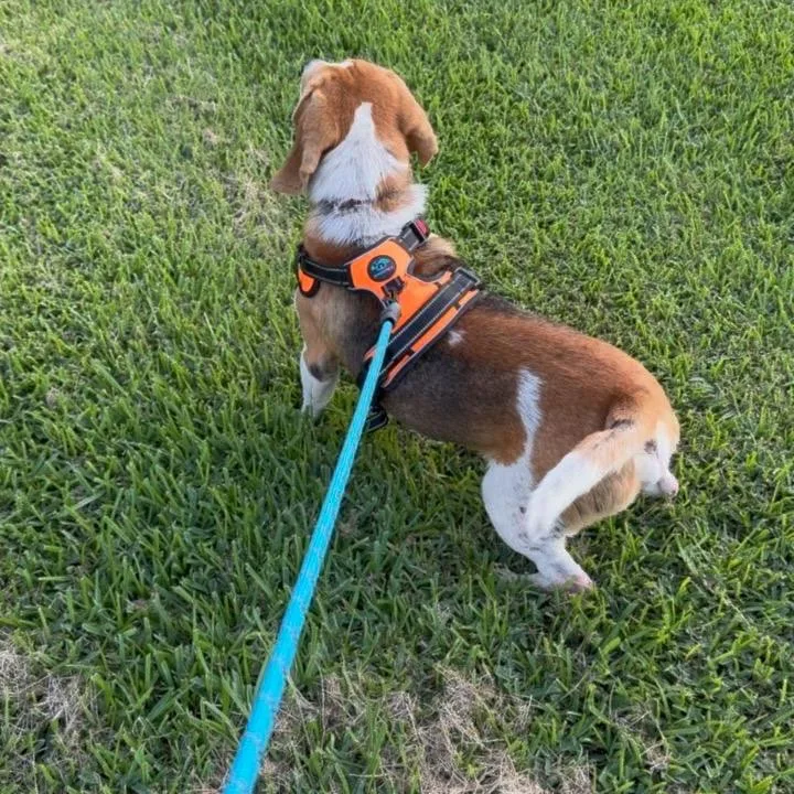 An adult medium-sized male Beagle dog named Bart for adoption in Austin, TX