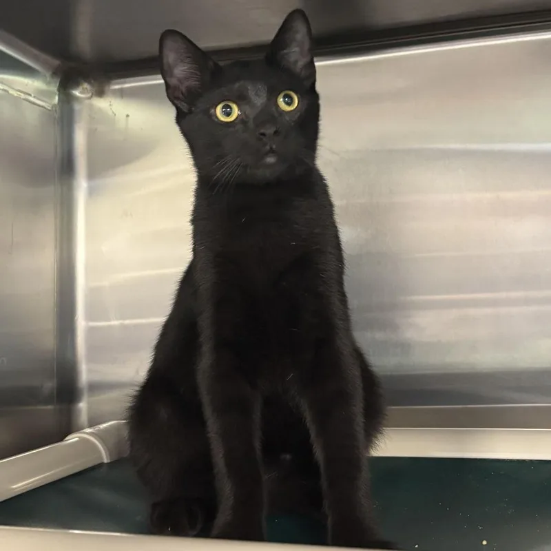 A baby medium-sized male Black Domestic Short Hair cat named Bellamy for adoption in Newark, DE