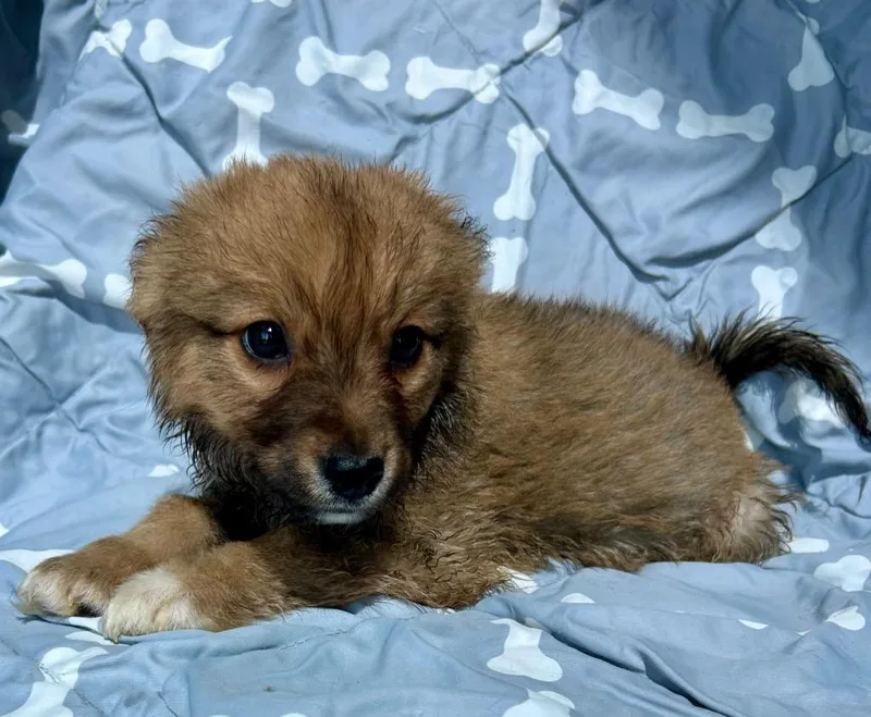 A baby medium-sized female Australian Cattle Dog / Blue Heeler dog named Vayla for adoption in Cottonwood, AZ
