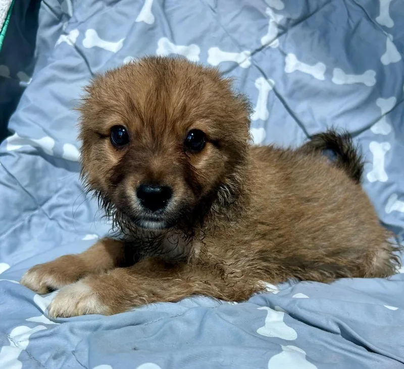 Vayla thumbnail 2