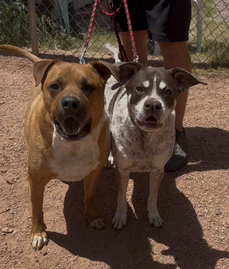 A senior medium-sized female Brown / Chocolate Pointer dog named Suzi Q for adoption in Payson, AZ