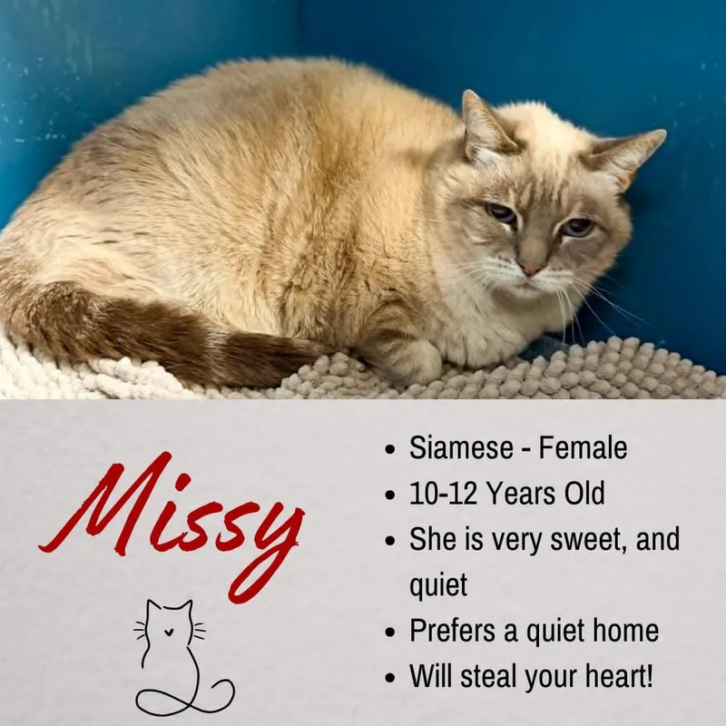 A senior large-sized female Blue Point Siamese cat named Missy for adoption in Junction City, KS