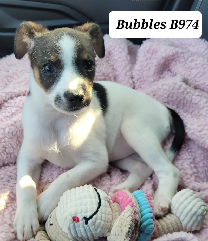 Bubbles