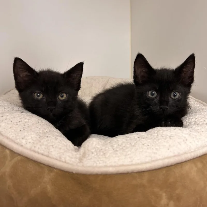 A baby small-sized female Brown / Chocolate Domestic Short Hair cat named Pickles for adoption in West Palm Beach, FL