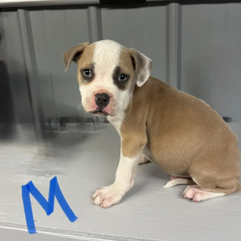 A baby small-sized male Yellow / Tan / Blond / Fawn English Bulldog dog named Male for adoption in Homer, NY