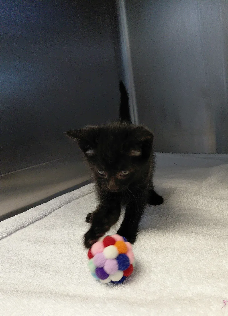 A young small-sized female Black Domestic Short Hair cat named Elsa for adoption in Stanley, VA
