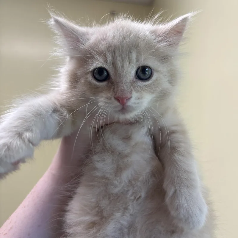 A baby small-sized male Buff / Tan / Fawn Domestic Long Hair cat named Nilla for adoption in Wilmington, DE