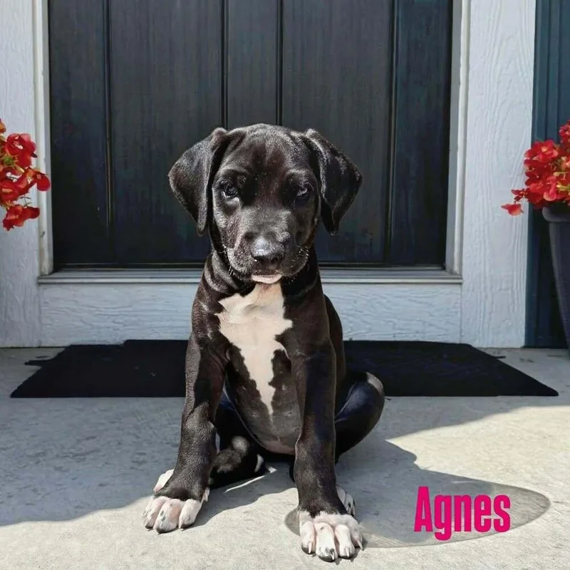 Agnes thumbnail 4