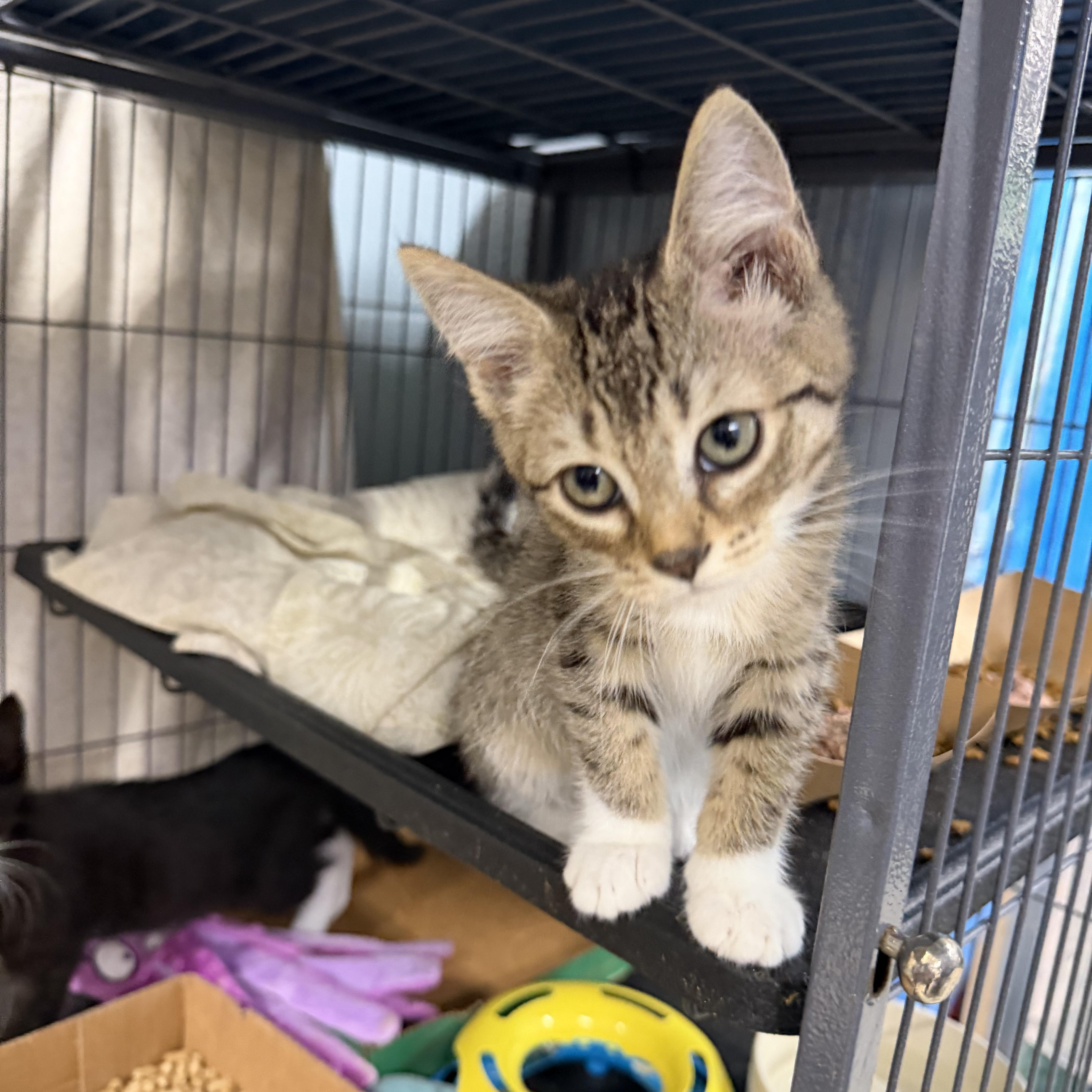 A young medium-sized female Tabby (Brown / Chocolate) Domestic Short Hair cat named Frankie for adoption in Albemarle, NC