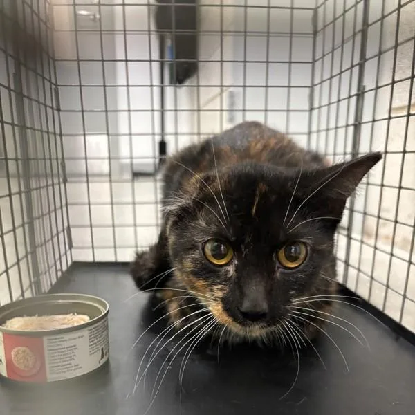 A young small-sized female Domestic Short Hair cat named Reesna for adoption in Des Moines, IA